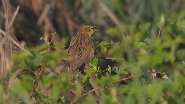 Common Grasshopper Warbler - ML562183111