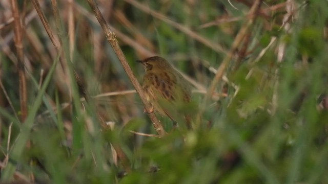 Common Grasshopper Warbler - ML562183141