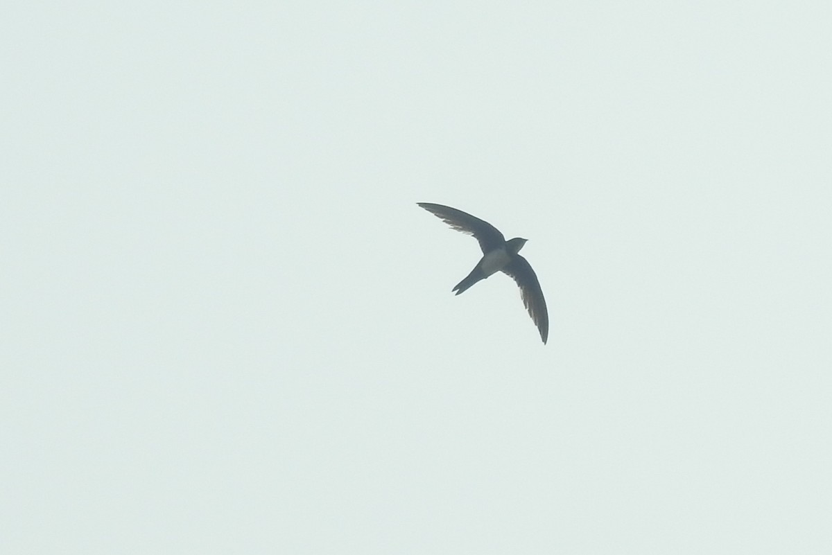 Alpine Swift - ML562183441