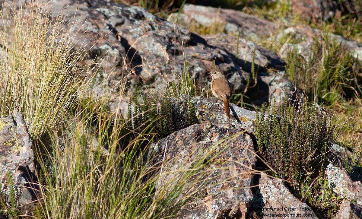 Cordilleran Canastero - Diego Oscar / Sandpiper Birding & Tours