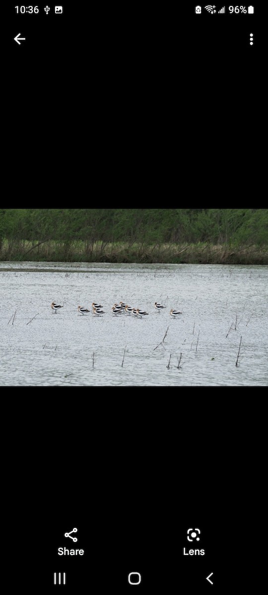 Avocette d'Amérique - ML562184231