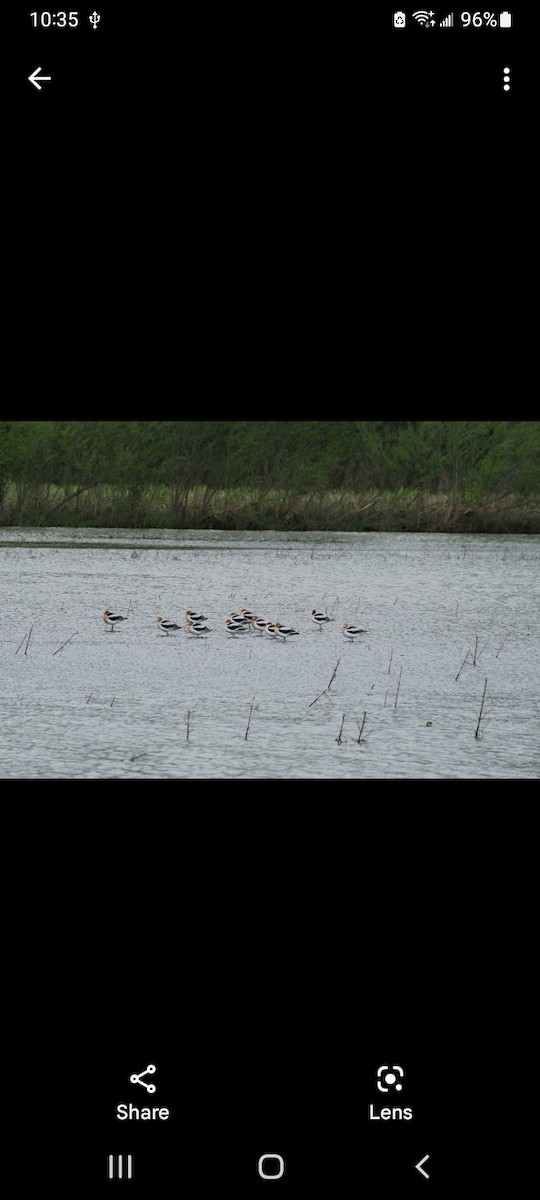 American Avocet - ML562184241