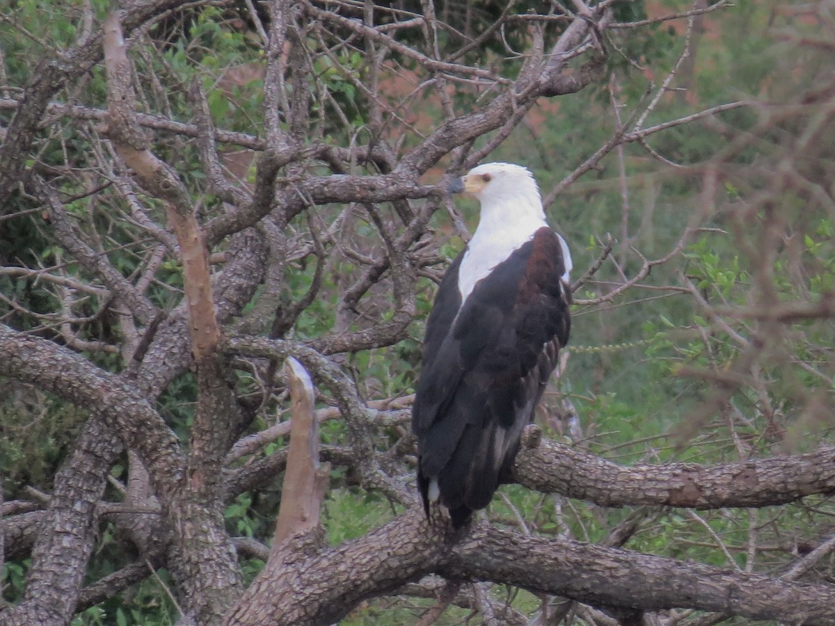 African Fish-Eagle - ML562184511