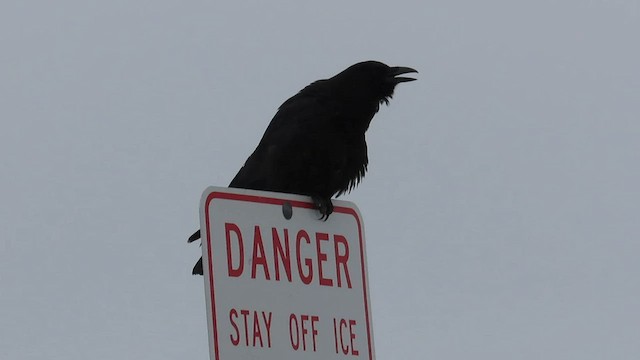 American Crow - ML562184841