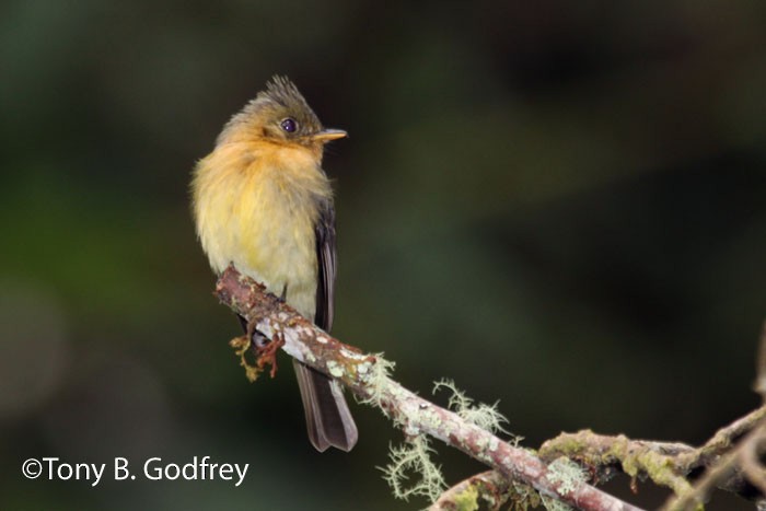 Tufted Flycatcher - ML56218591