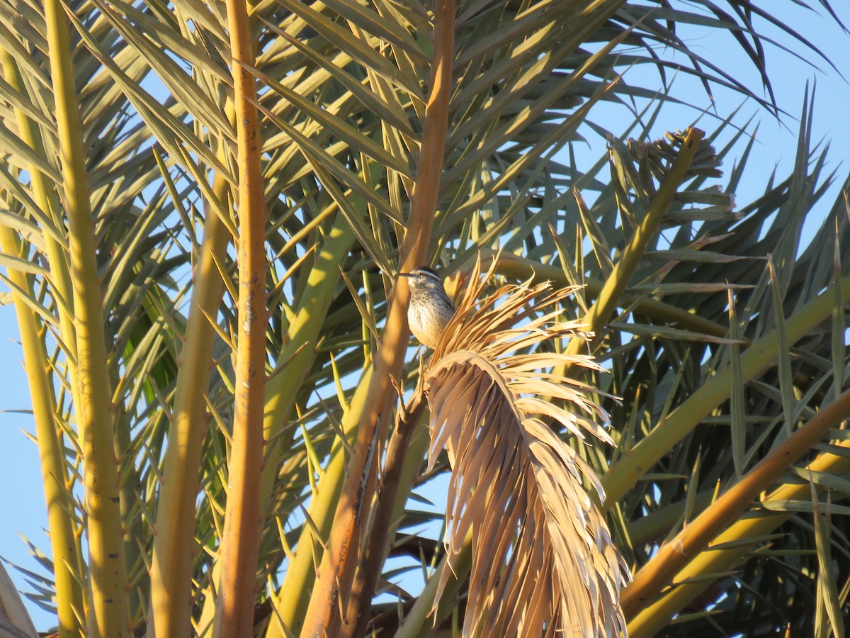 Cactus Wren - ML562186251