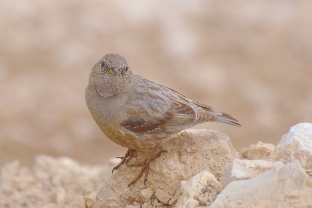 Alpine Accentor - ML562186431