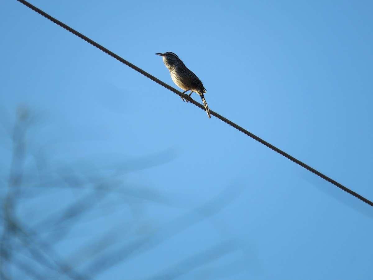 Cactus Wren - ML562186471