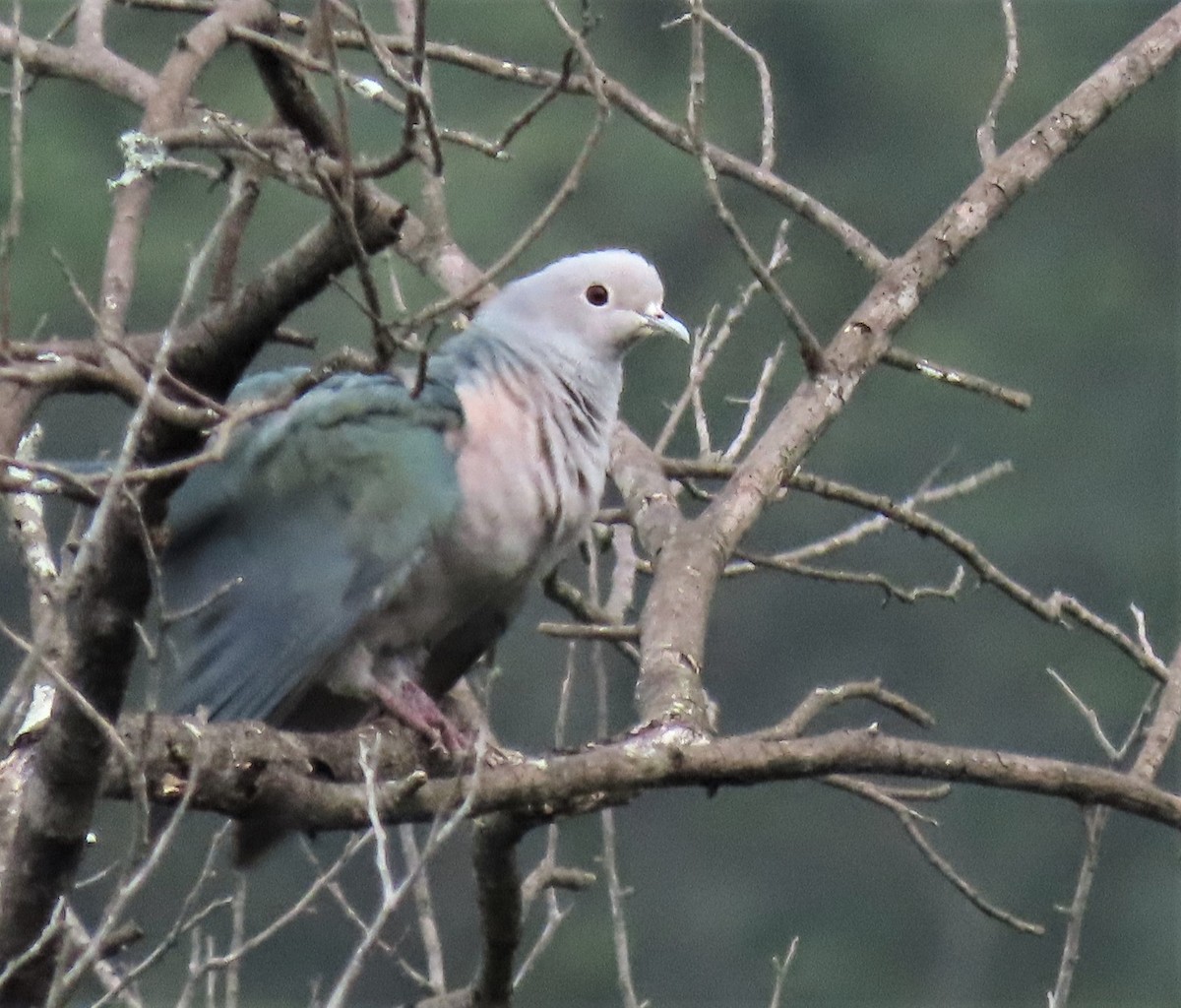 Green Imperial-Pigeon - ML562186551
