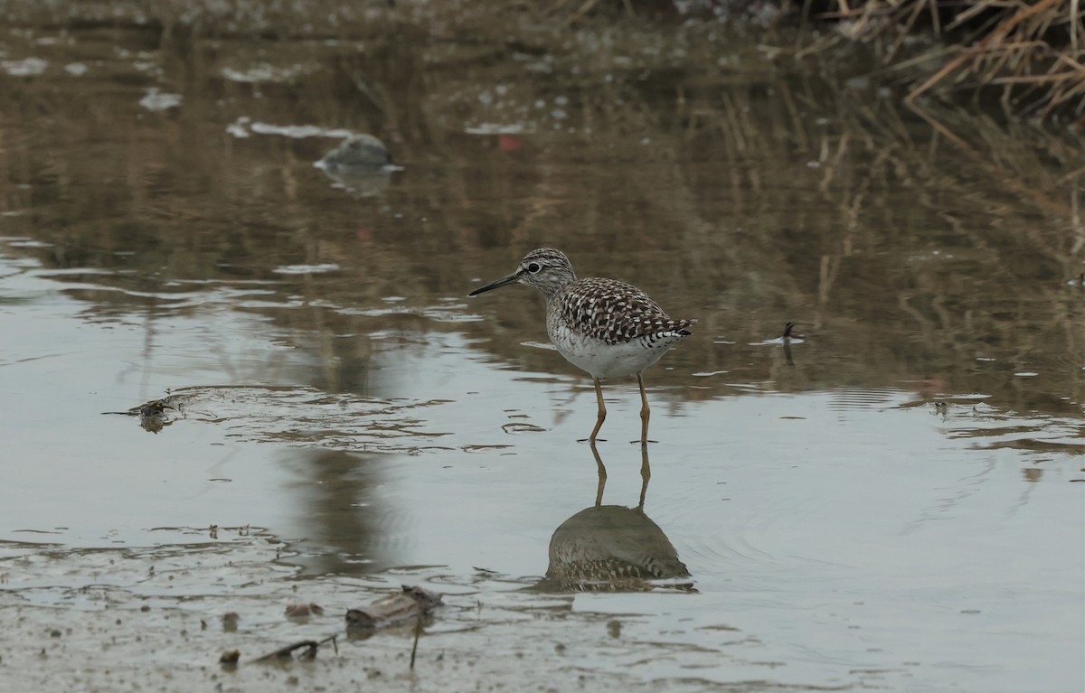 タカブシギ - ML562188521