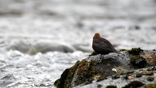 White-throated Dipper - ML562189261