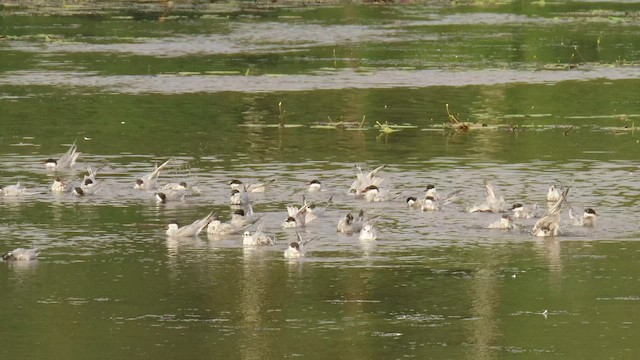 Whiskered Tern - ML562189811