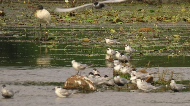 Whiskered Tern - ML562189861