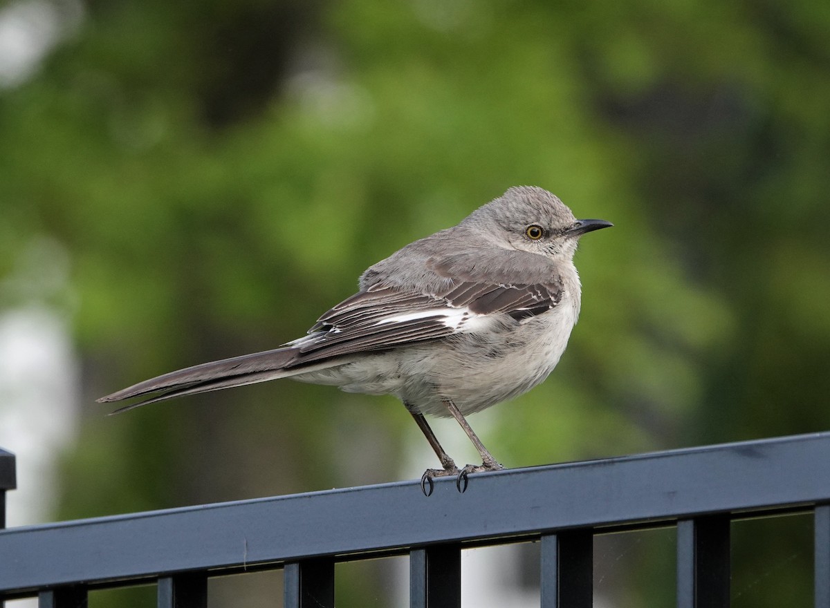 Northern Mockingbird - ML562190451