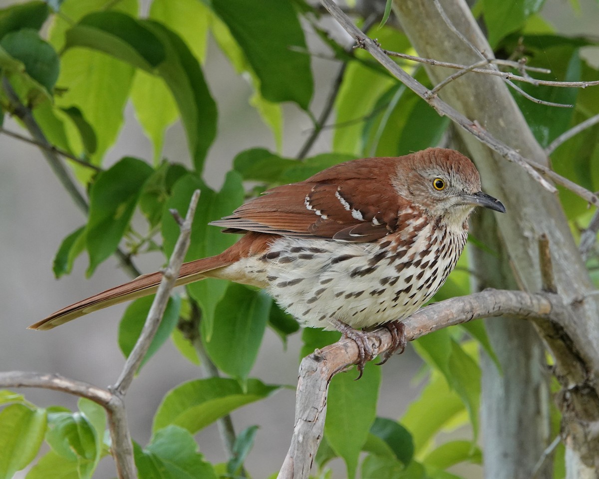 Brown Thrasher - Mark Goodwin