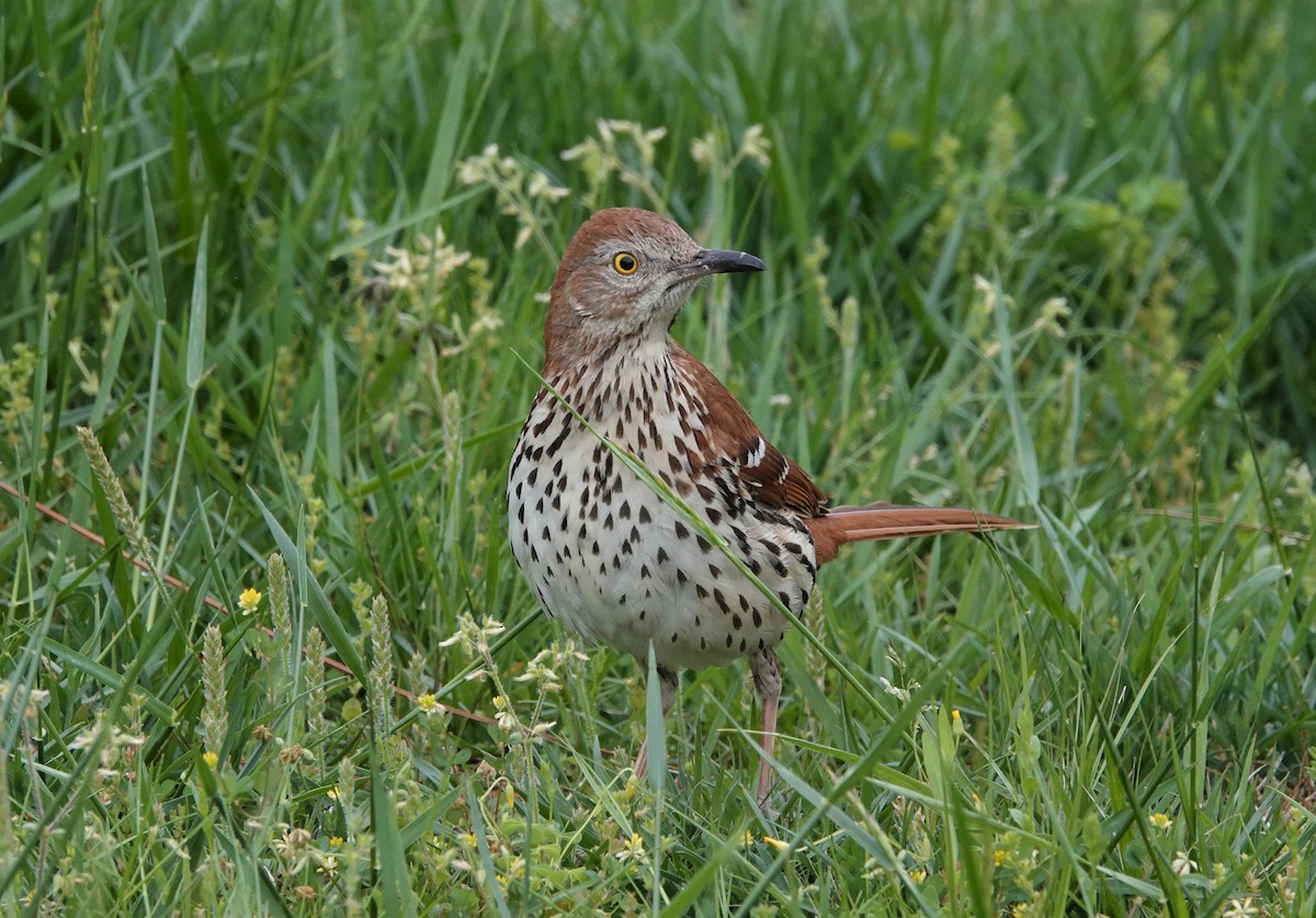 Brown Thrasher - ML562190771