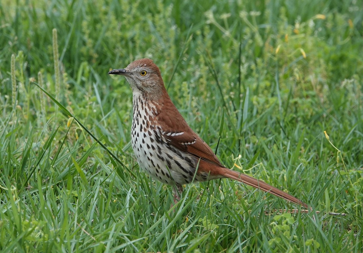 Brown Thrasher - ML562190961