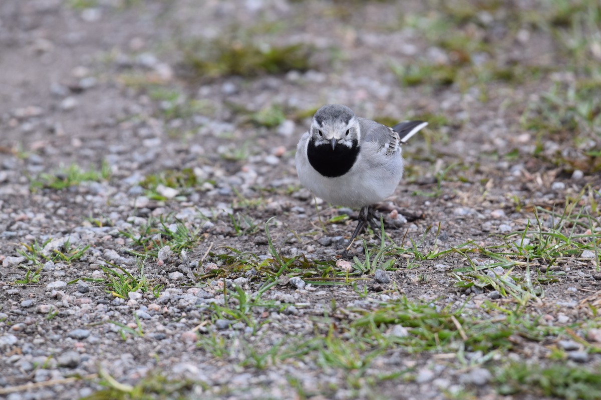 White Wagtail - ML562192771