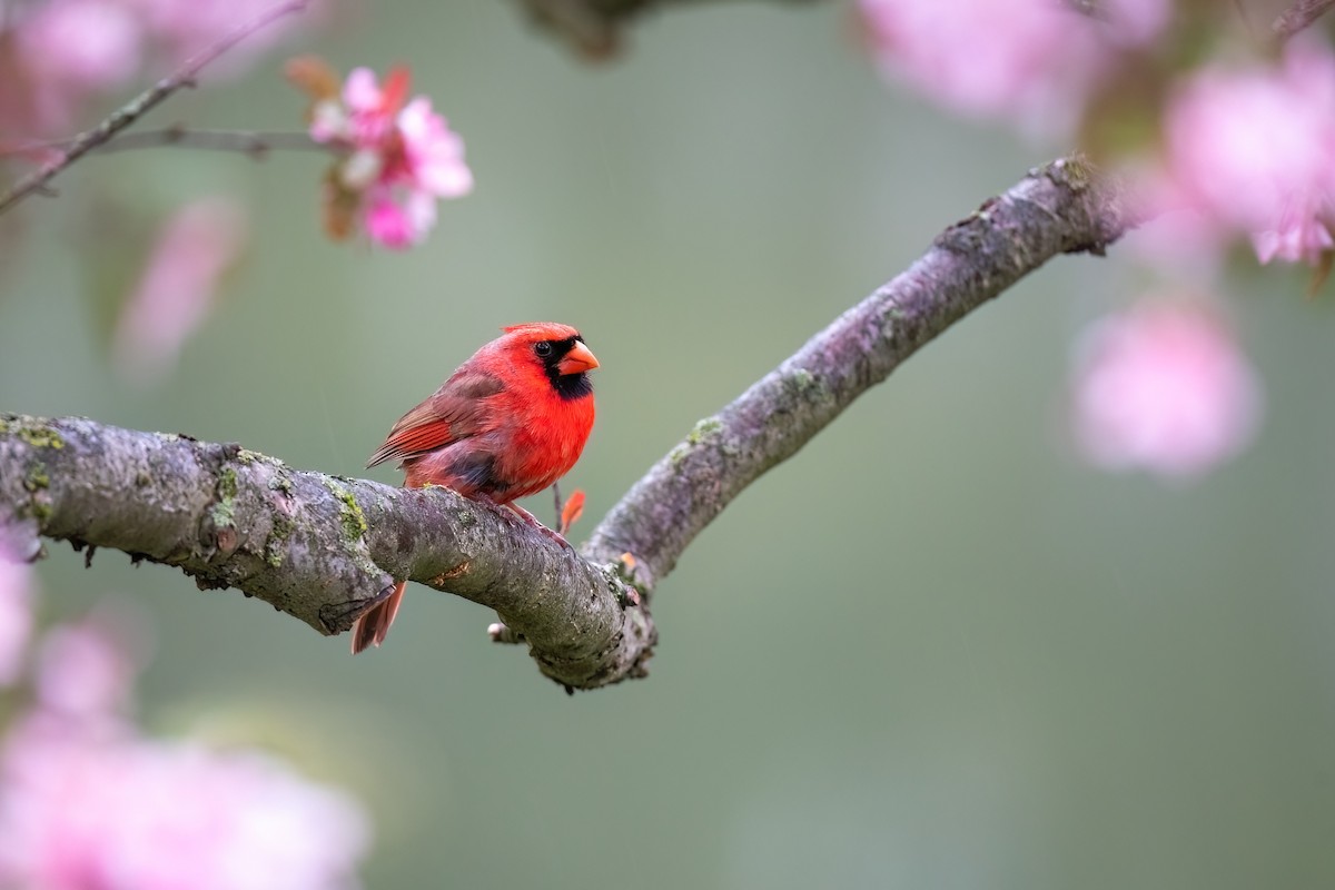 Northern Cardinal - Adam Jackson