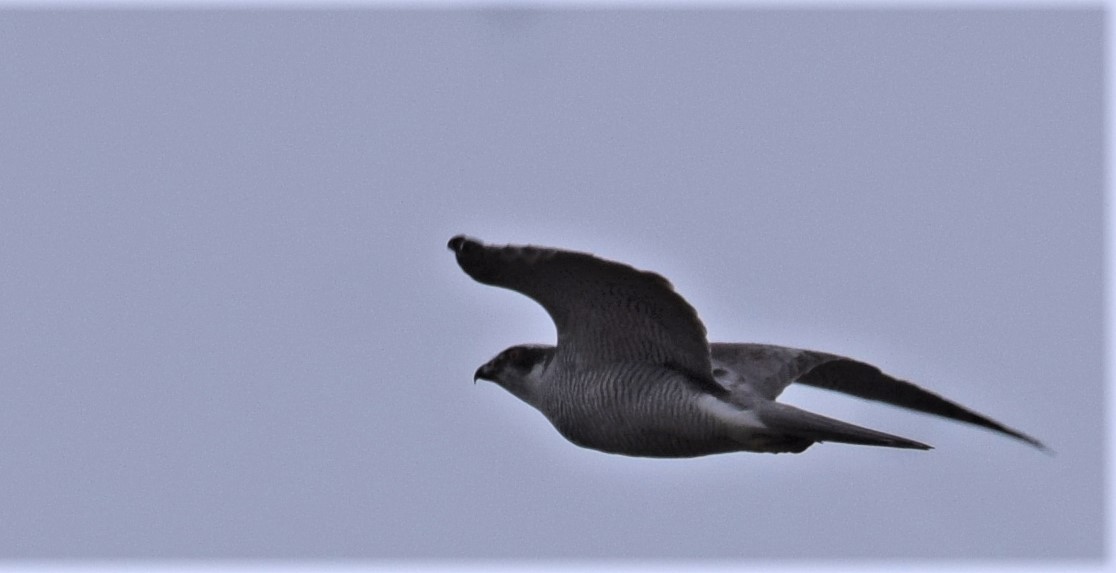 Eurasian Goshawk - ML562193041