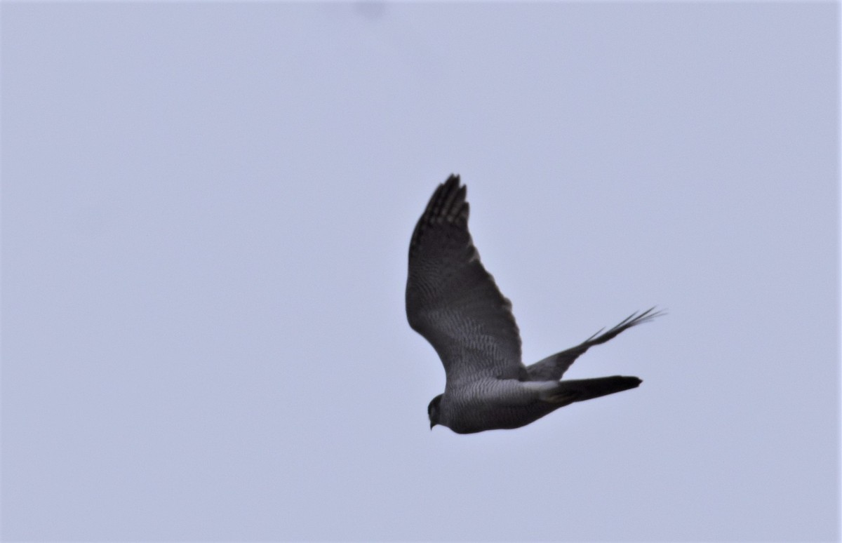 Eurasian Goshawk - ML562193061