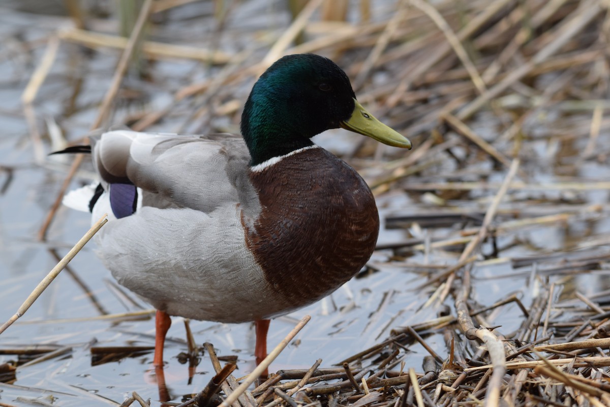 Mallard - Sunanda Vinayachandran