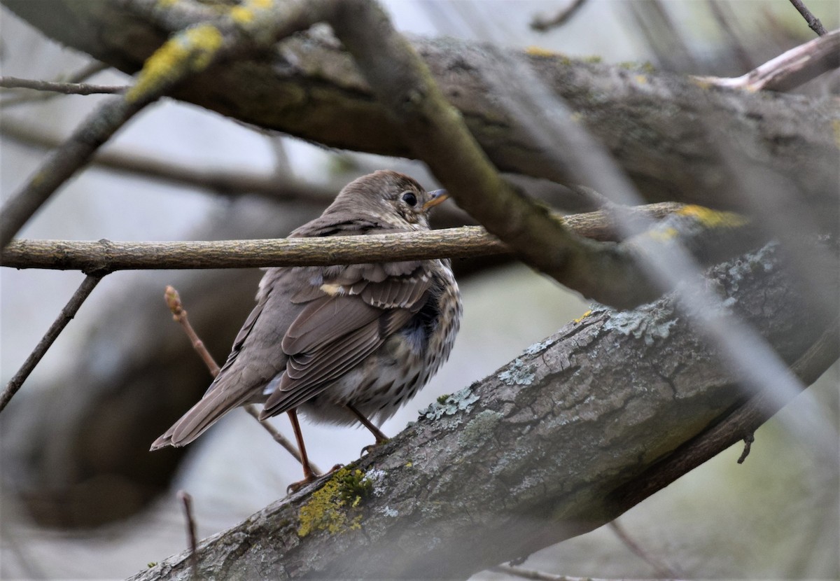 Song Thrush - ML562194111