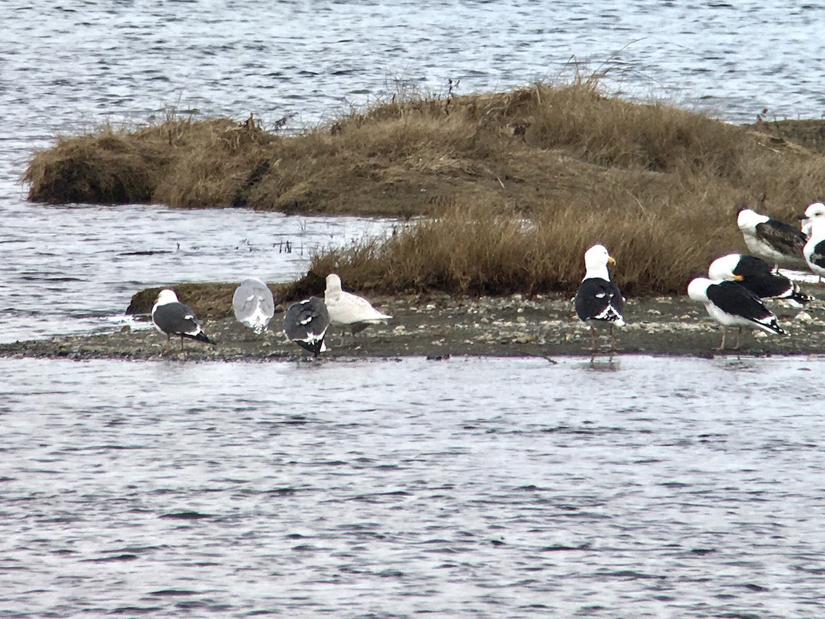 Lesser Black-backed Gull - ML562194511