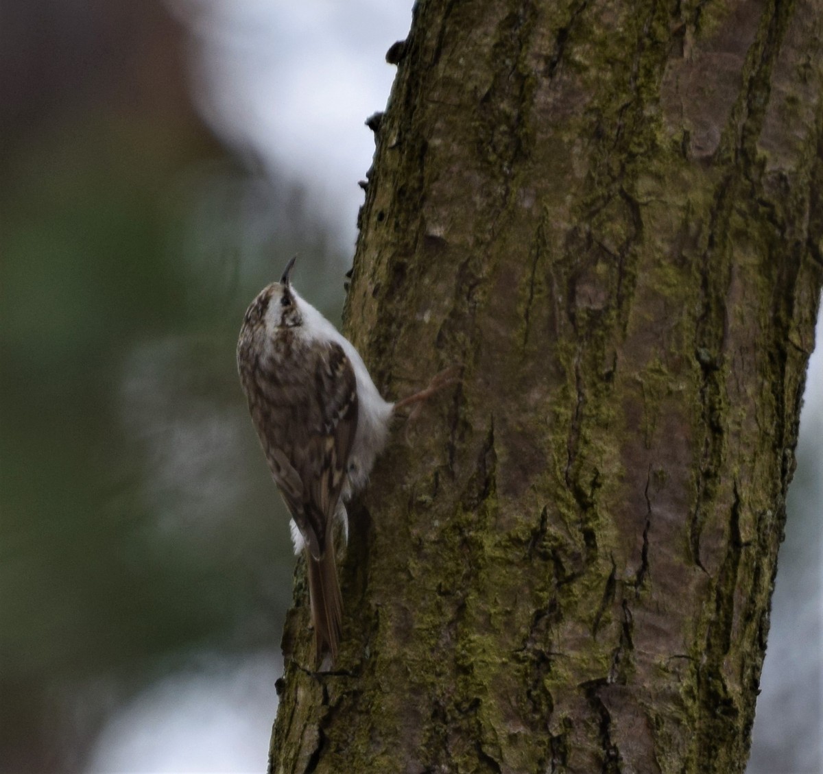 Eurasian Treecreeper - Sunanda Vinayachandran