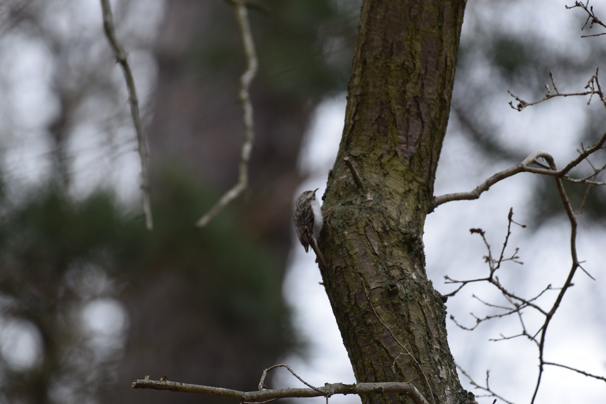 Eurasian Treecreeper - ML562194731