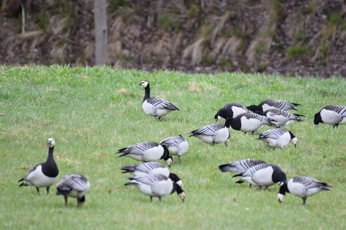 Barnacle Goose - ML562195061