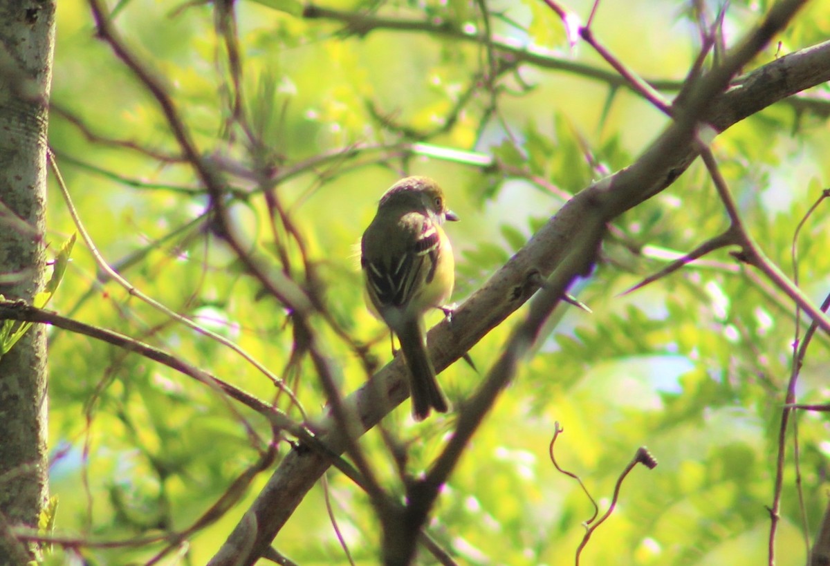 Vireo Ojiblanco - ML562195101