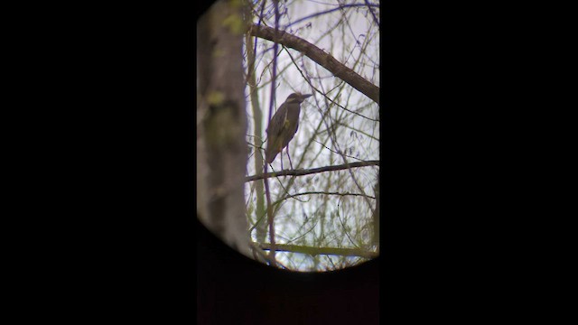 Yellow-crowned Night Heron (Yellow-crowned) - ML562195211