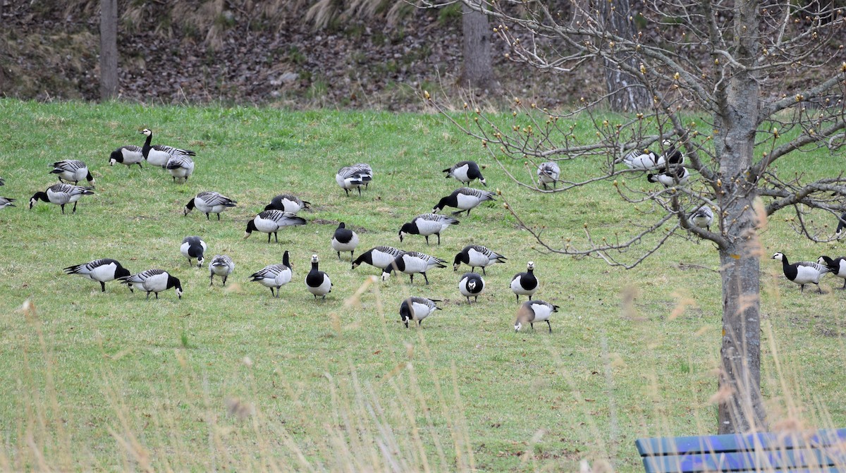 Barnacle Goose - ML562195361