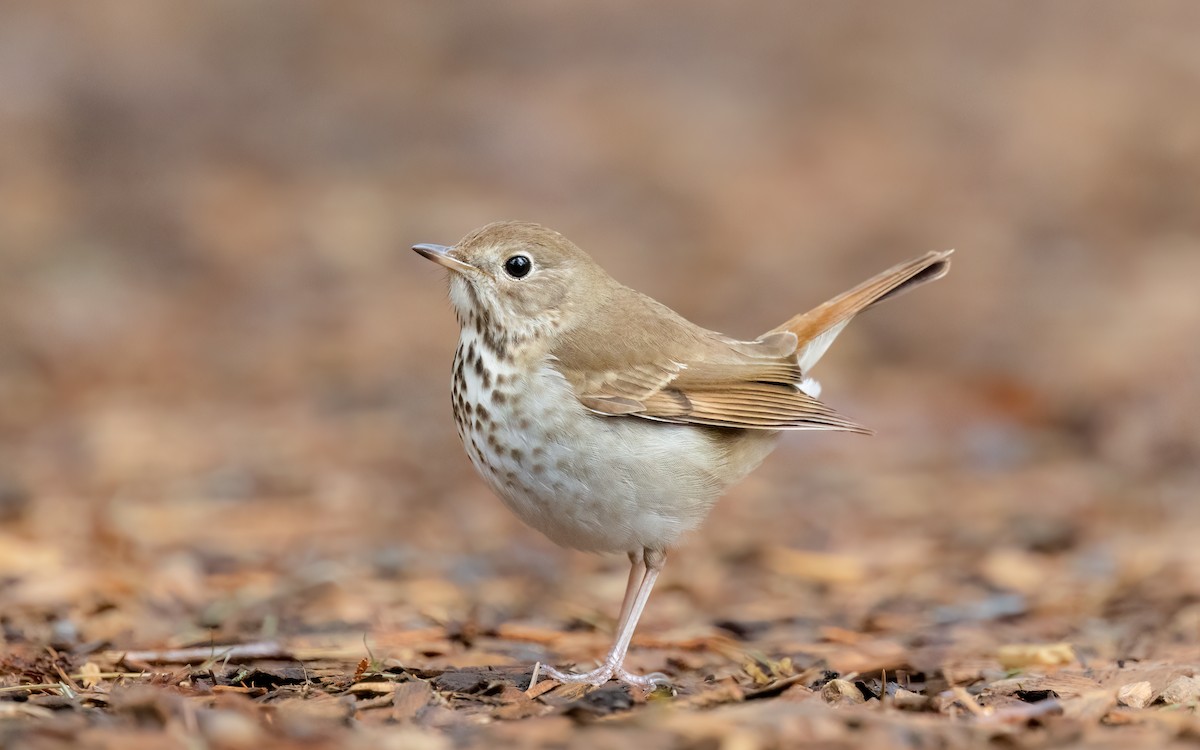 Hermit Thrush - ML562195701