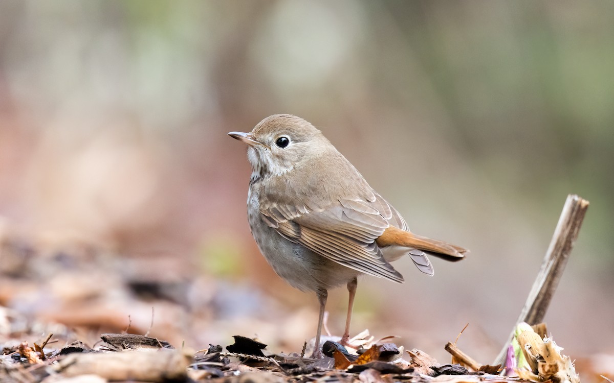 Hermit Thrush - ML562195711