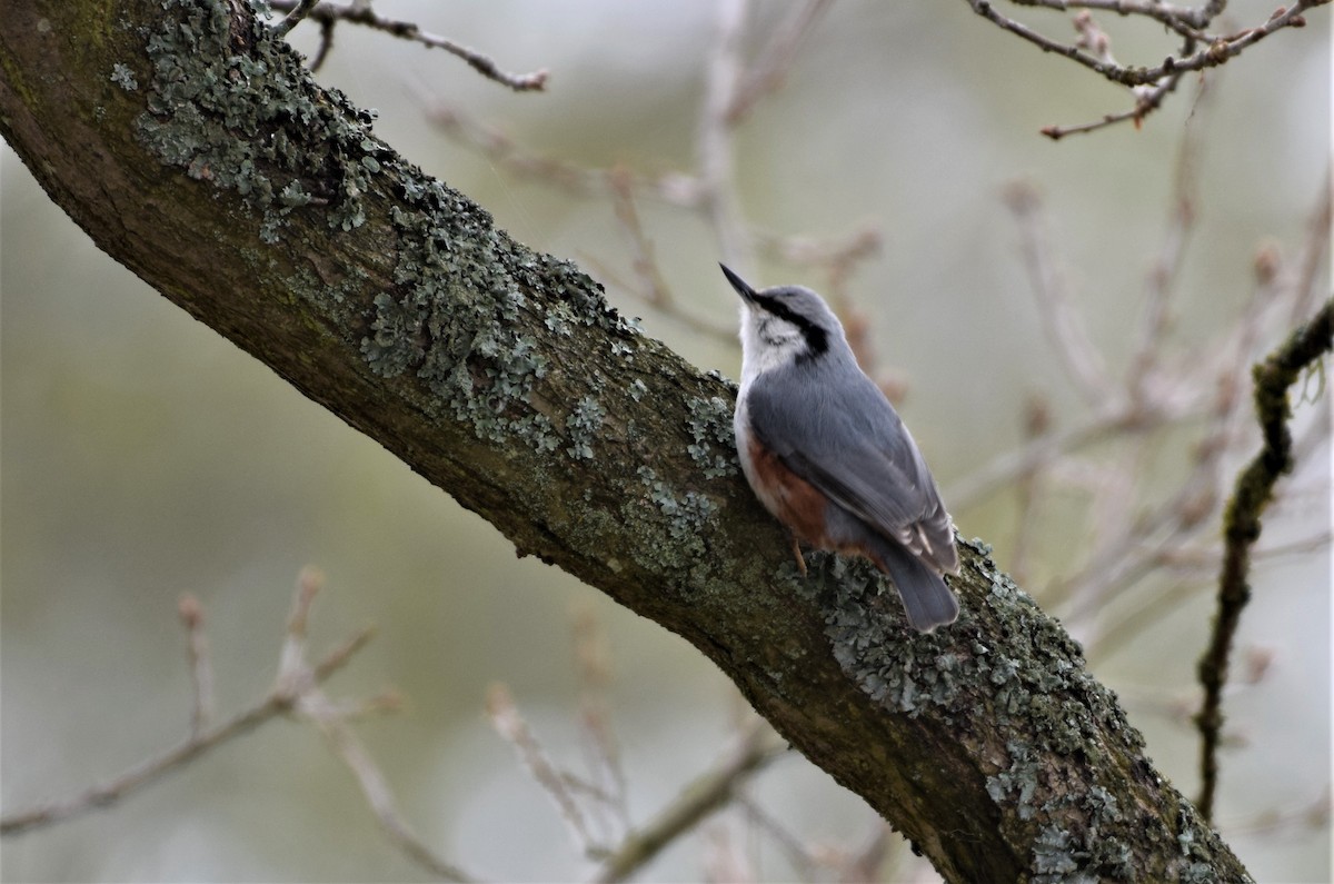 Eurasian Nuthatch - Sunanda Vinayachandran