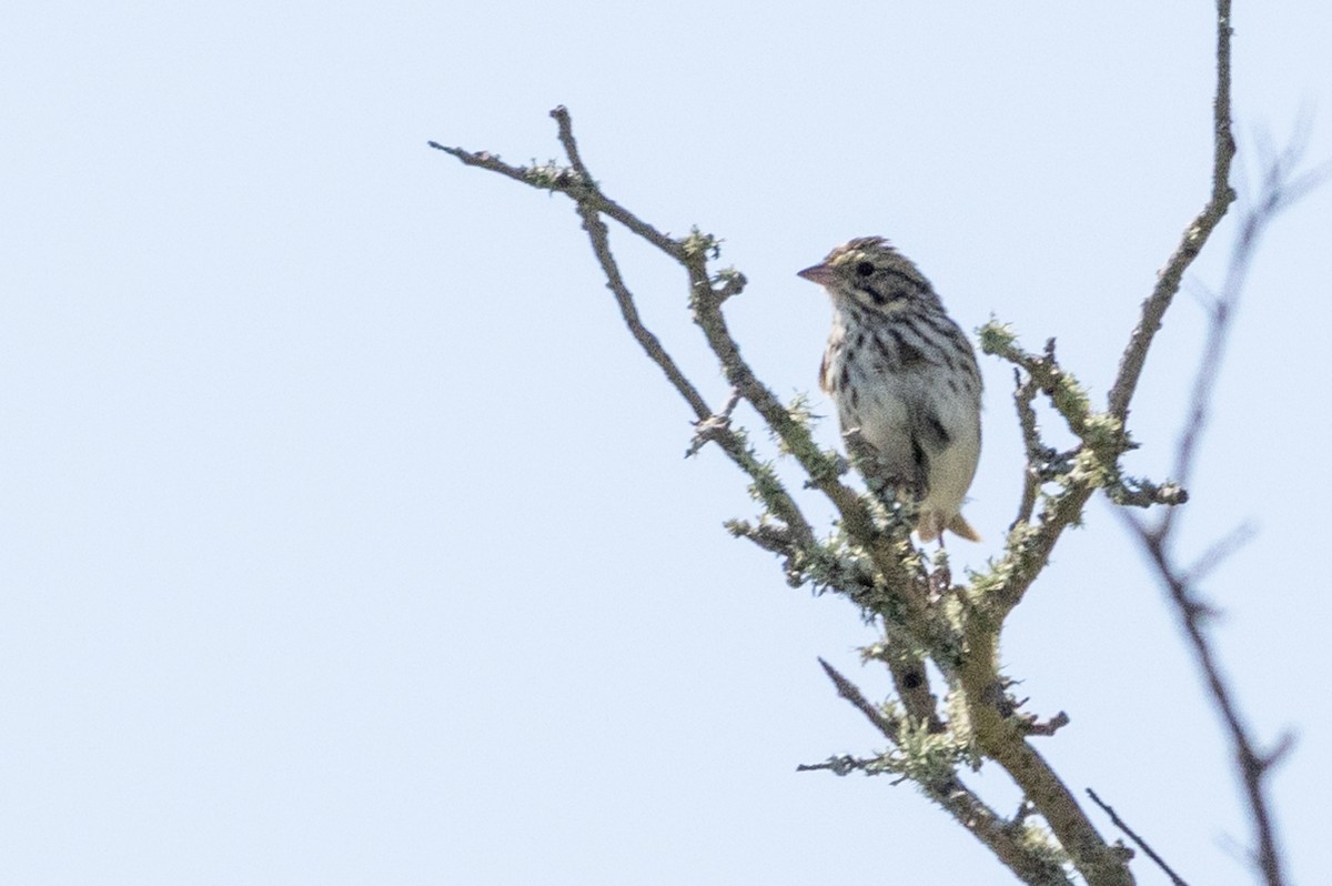 Savannah Sparrow - ML562197051