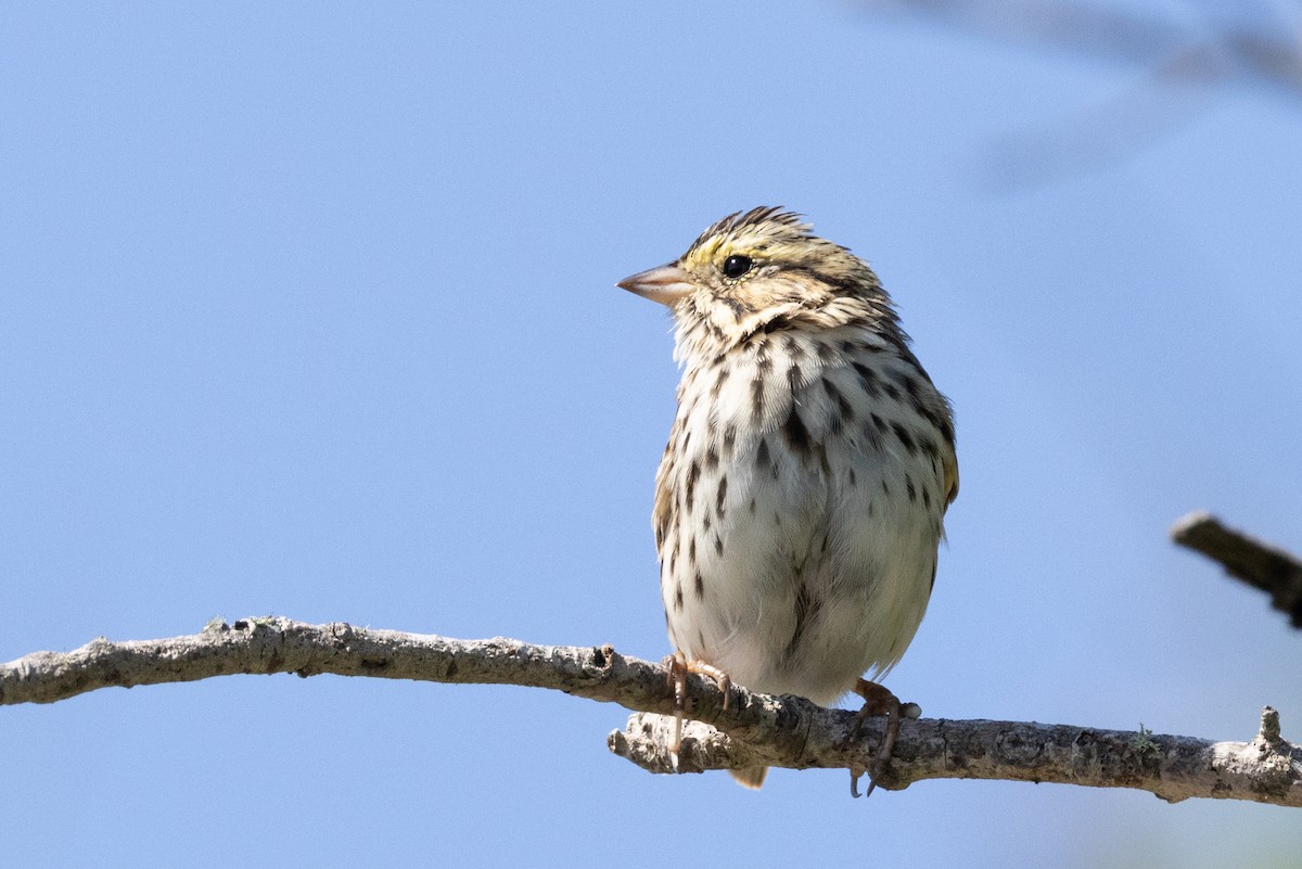 Savannah Sparrow - ML562197061