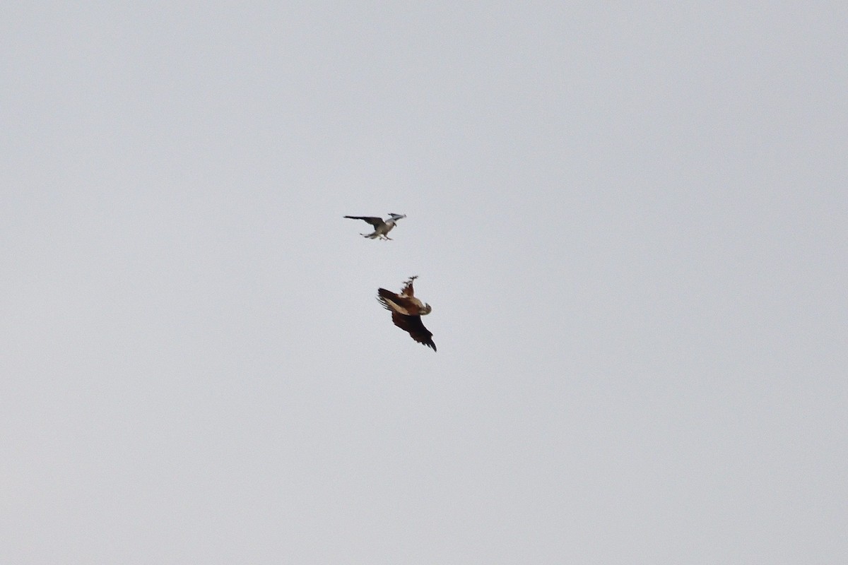 Black-winged Kite - ML562197201