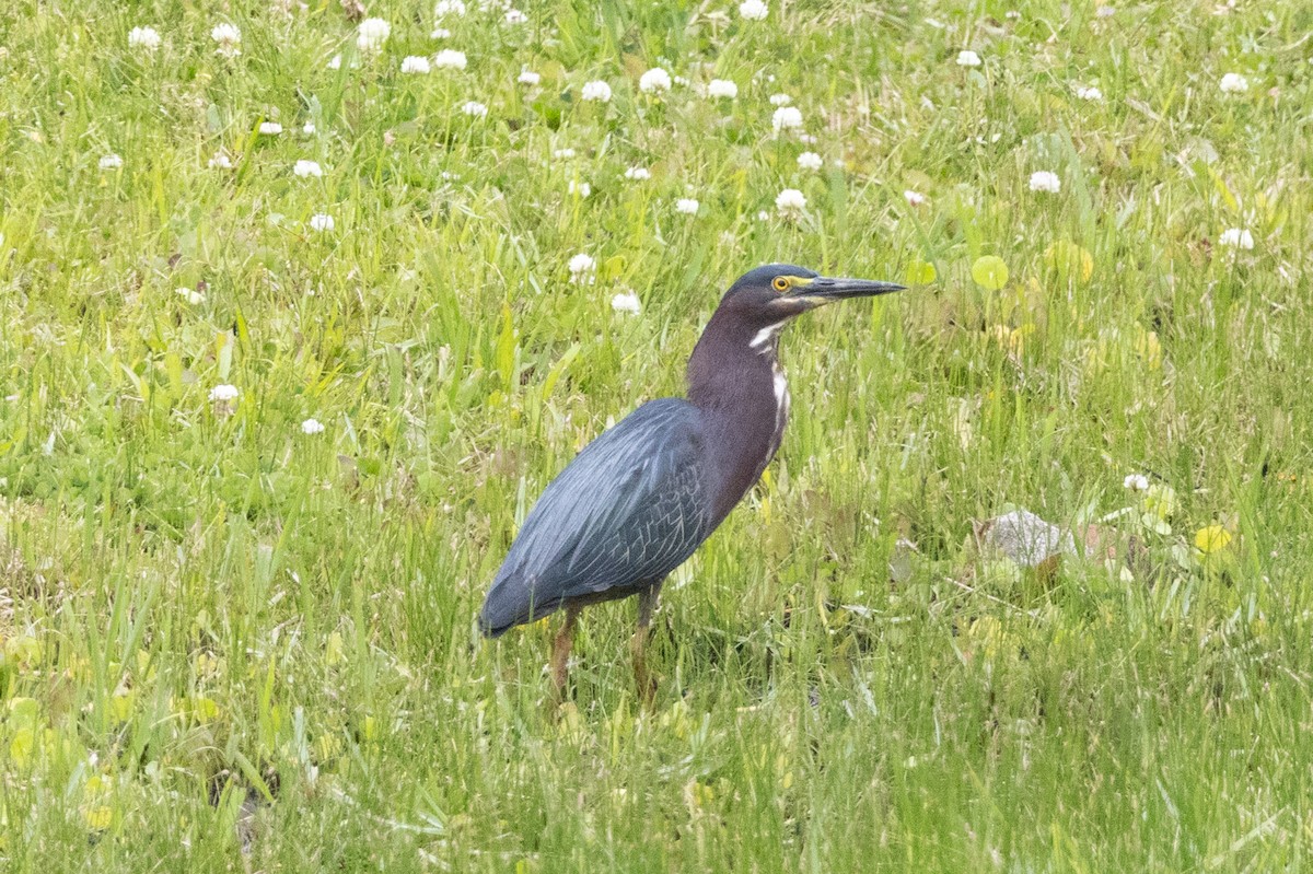 Green Heron - ML562200941