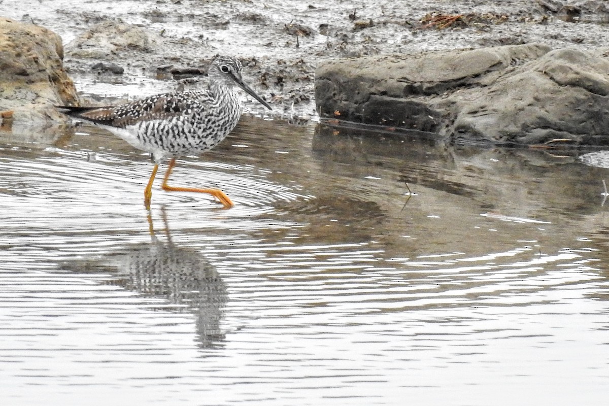 Greater Yellowlegs - ML562202211