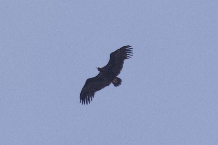 Cinereous Vulture - ML562202601