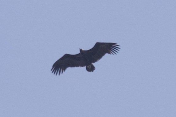 Cinereous Vulture - ML562202611