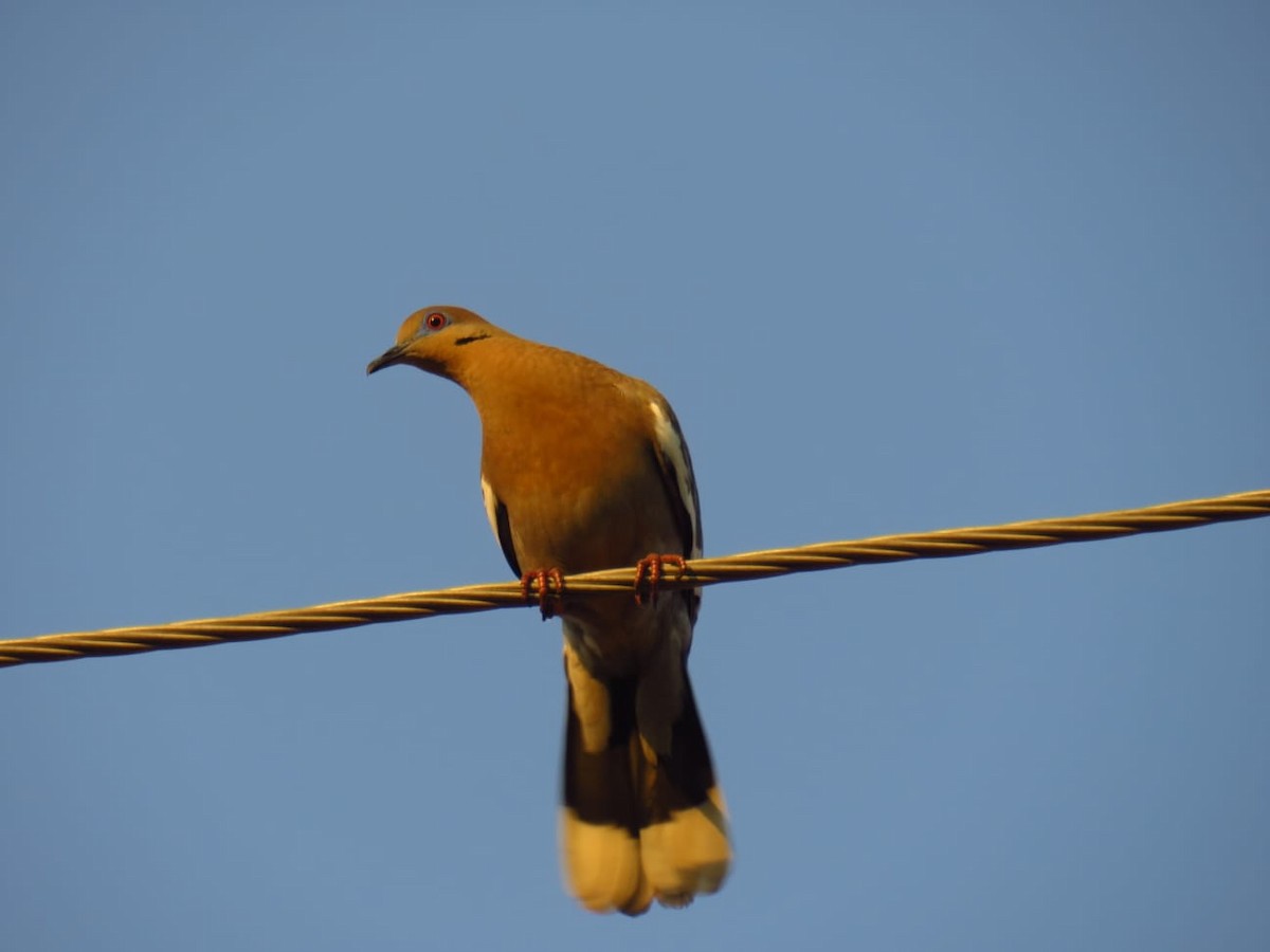 White-winged Dove - ML562202881