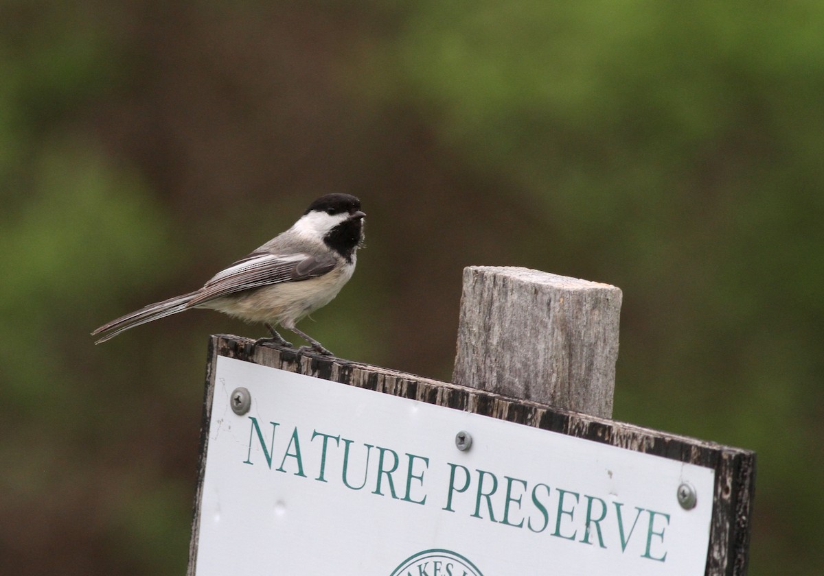 Black-capped Chickadee - ML56220311