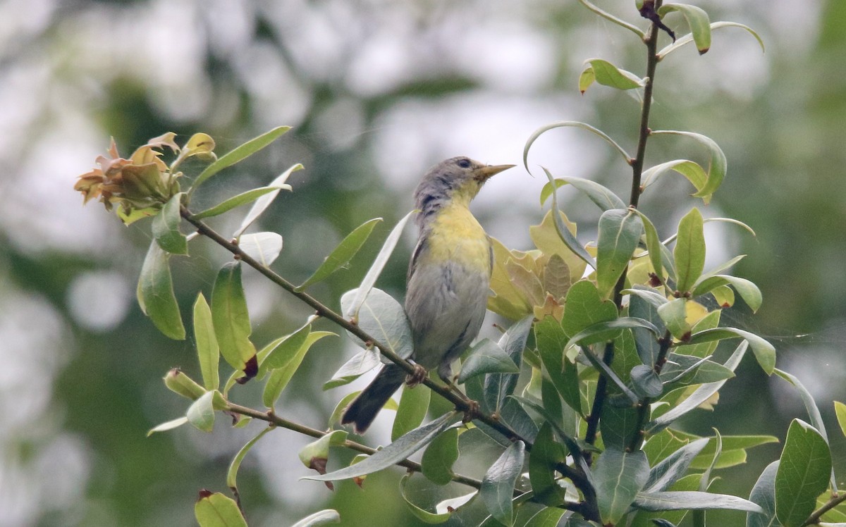 Northern Parula - ML562204091