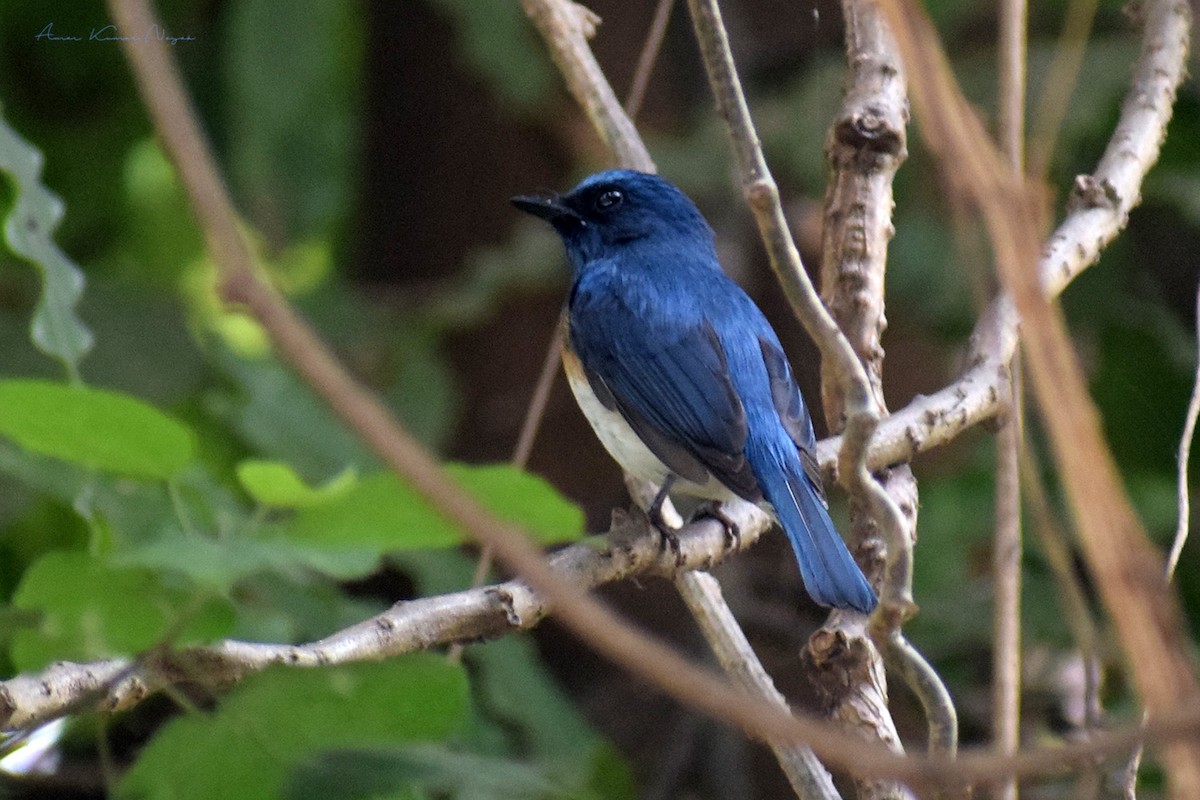 Blue-throated Flycatcher - Amar Nayak