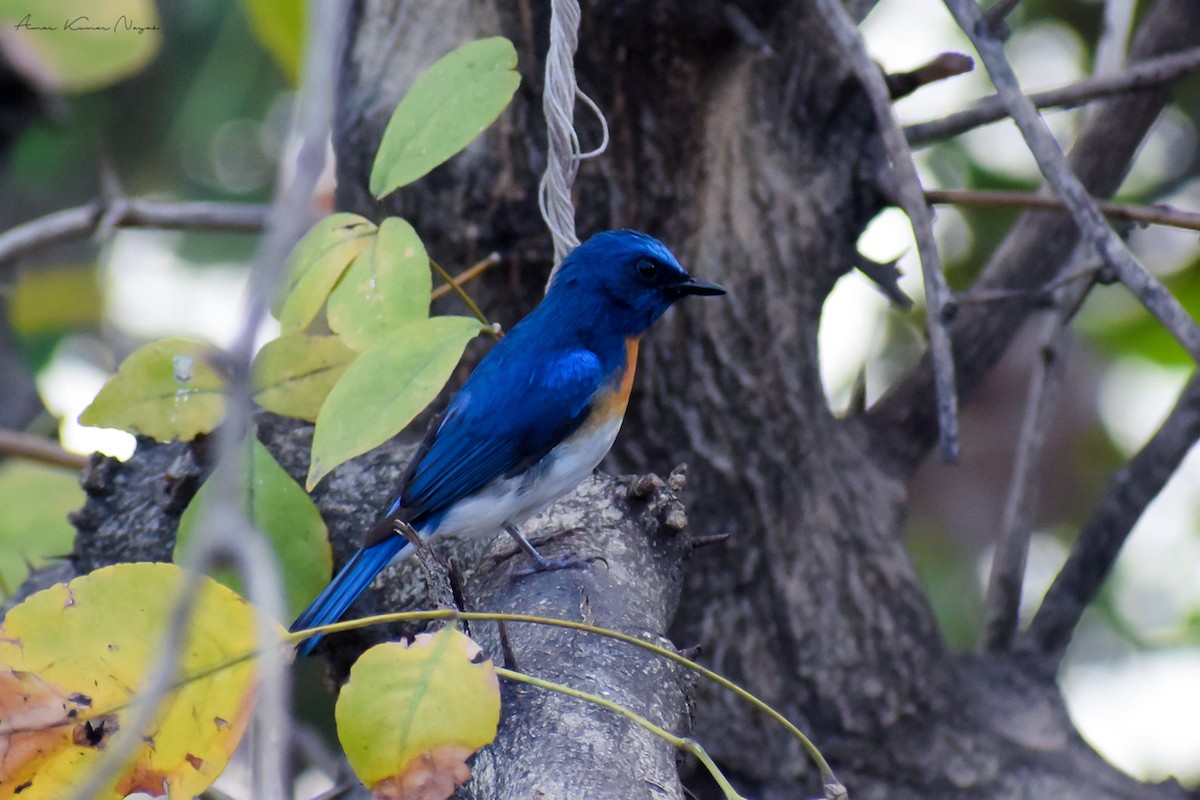 Blue-throated Flycatcher - Amar Nayak