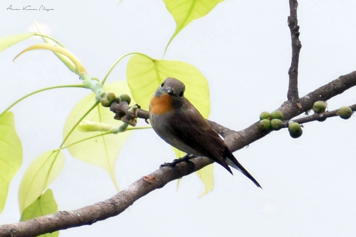 Taiga Flycatcher - Amar Nayak